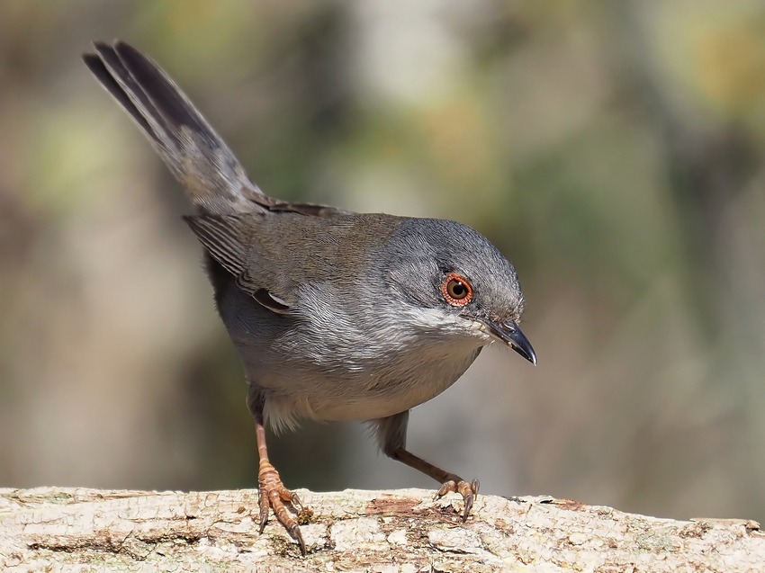 Occhiocotto